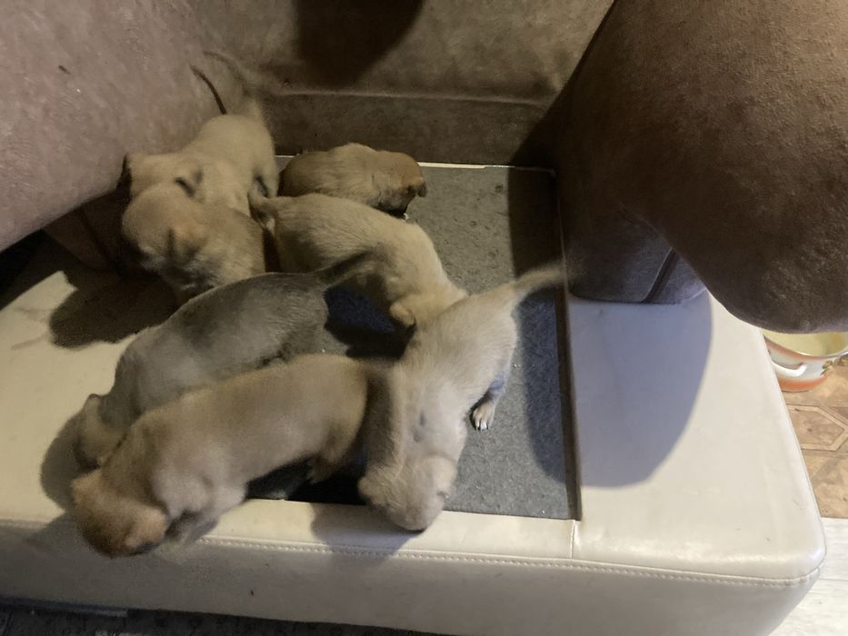 Дарю щенков метисов