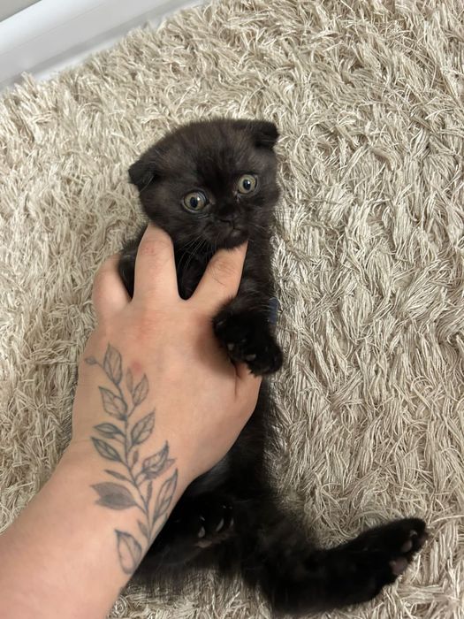 Вислоухий британец.