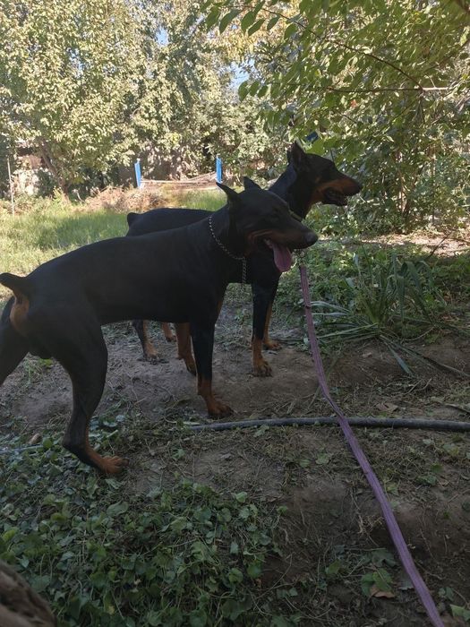 Продаются щенки доберманов