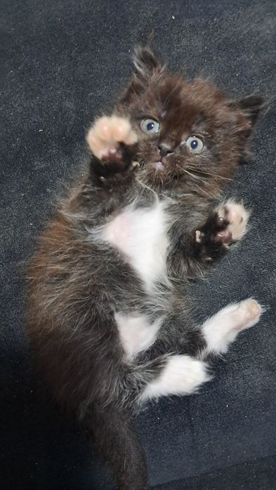 Котята : Шотландской прямоухой кошки.