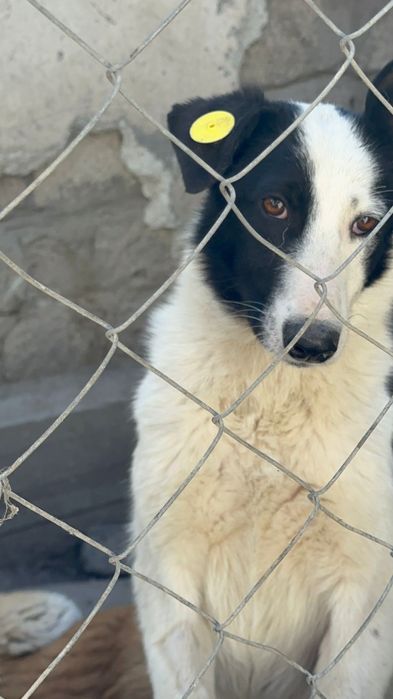 В добрые руки, щенок