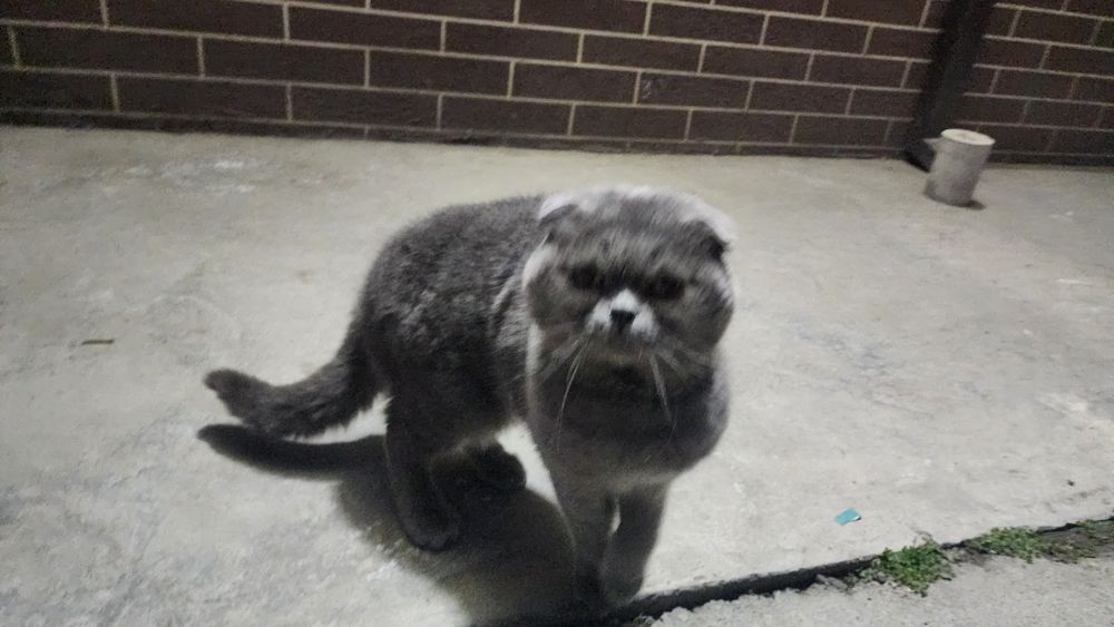 Шотландская вислоухая (Scottish Fold)