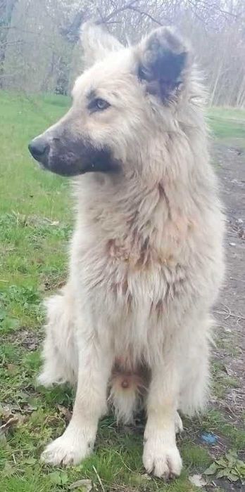 Подарявам уникално куче