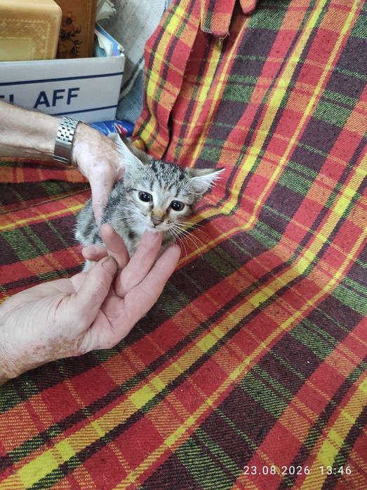 Котята в добрые руки.