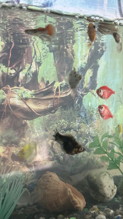 Продам аквариум на 50мл