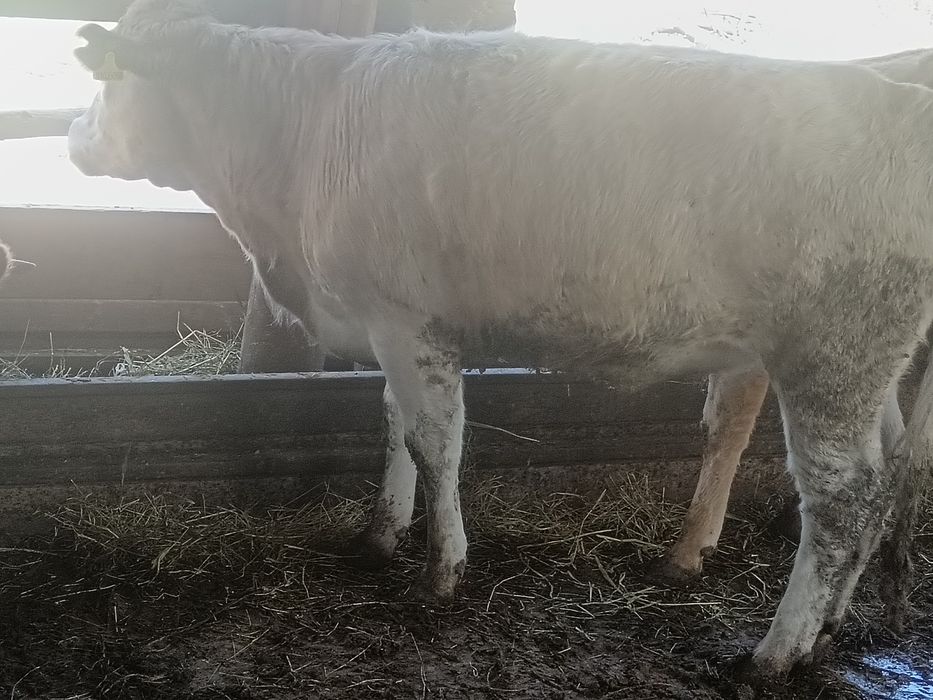 қашарлар сатылады