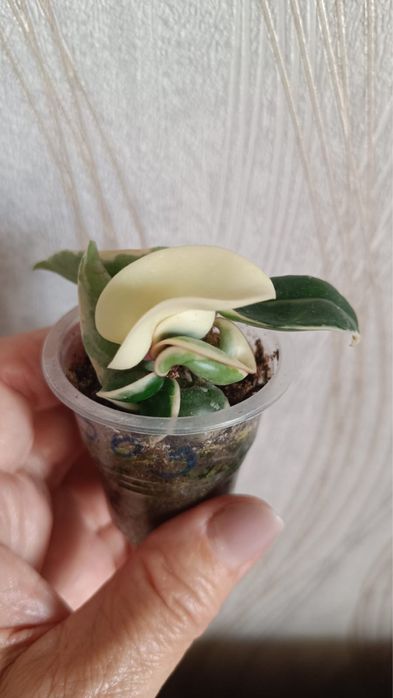 Хойя Компакта  Регалис