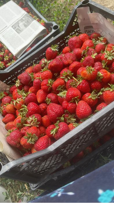 Усики клубники ремонтантные