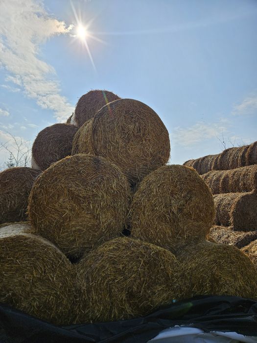 Baloți paie orz 120x120