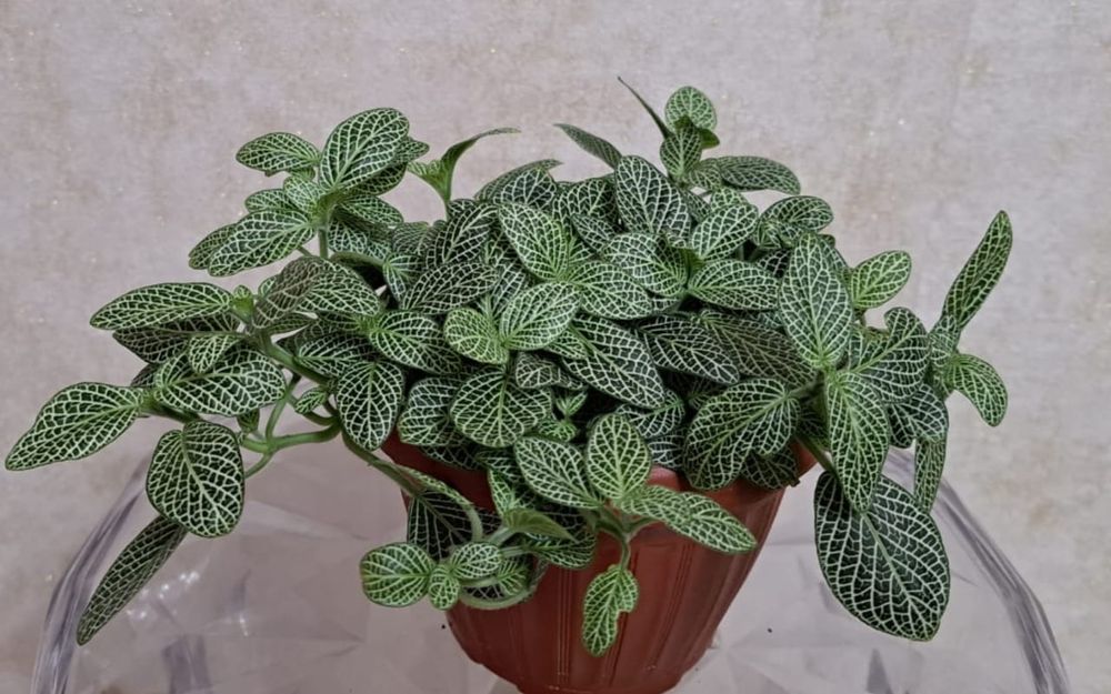 Фиттония  Фиттония