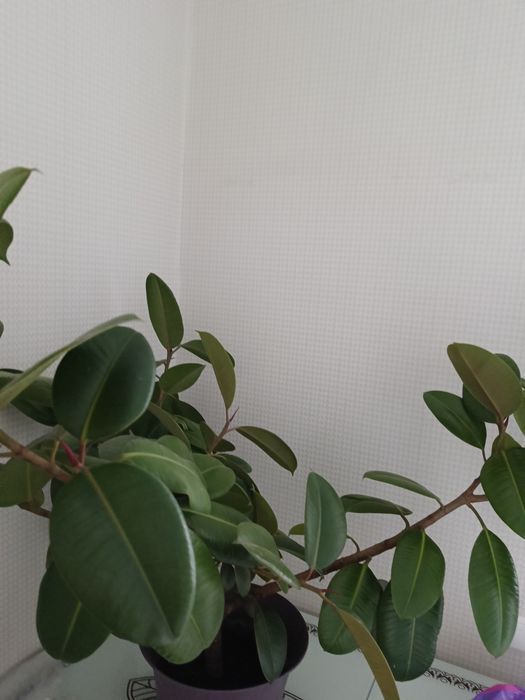 Продам цветок фикус