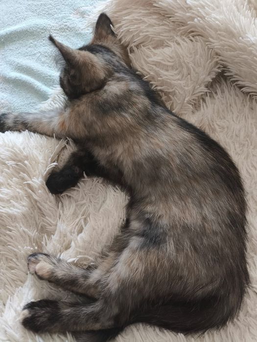 Отдам котенка ( кошечка)