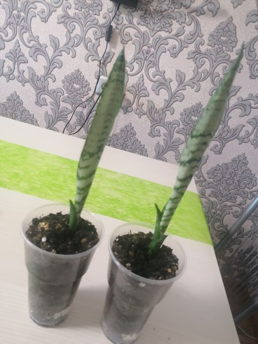 Комнатные цветы молодые