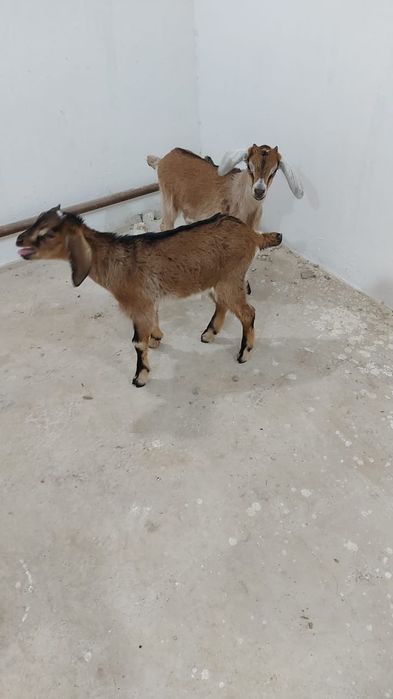 Продается козлики еркек лактар