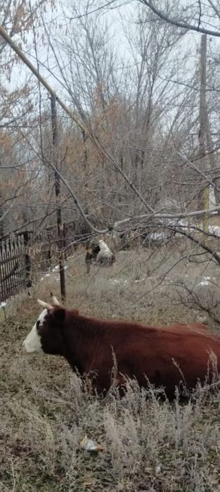 Короваа и тёлкаа