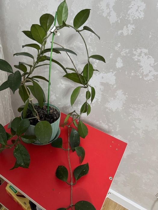 Продам цветы Хойа