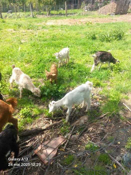 Vând iezi 25 lei kg