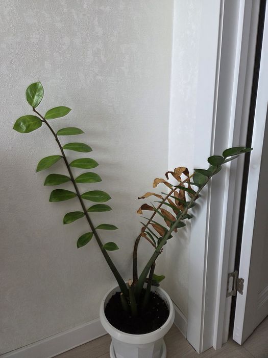 Продам ухоженные комнатные цветы