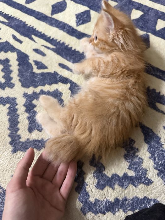 Котята мальчики в добрые руки