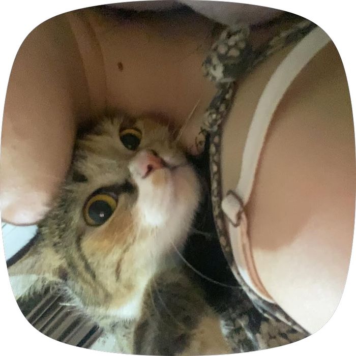 Отдам кошку в добрые руки…()123