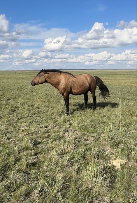 Айгыр  (мугалжар)