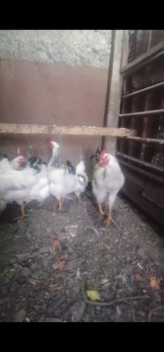 Продам Инкубационный яйцо Адлеров