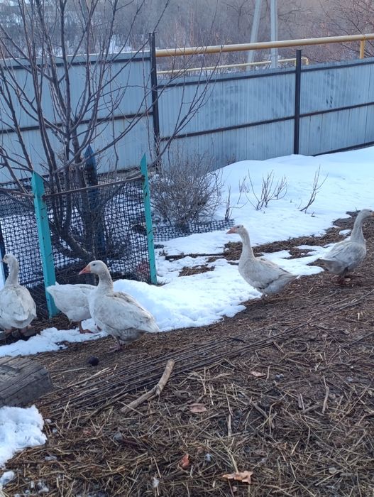 Продам  гусей...