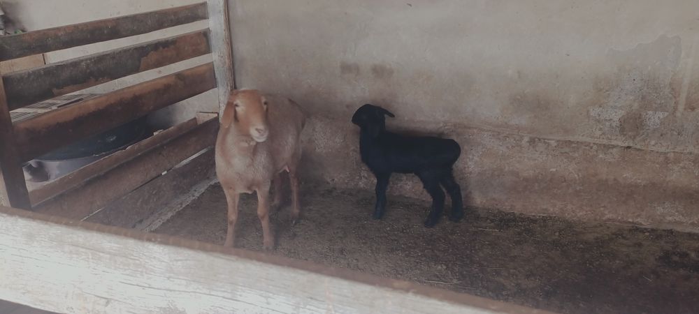 Семіз байлаулы қойлар сатылады