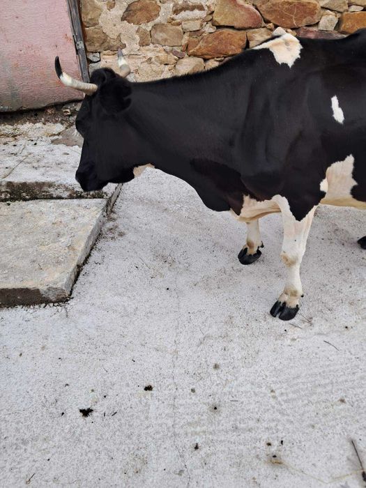 Продавам крава..