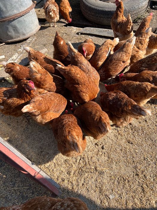 Vand gaini puicute 200buc