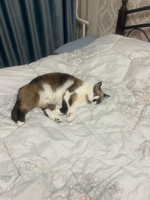 Продам британскую кошку