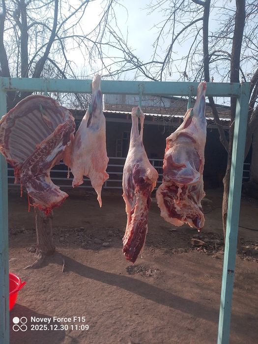 Har xil turkumda qōy qōchqor bor