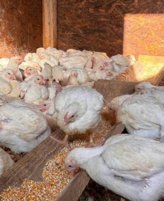 Ferma de pui Angro România