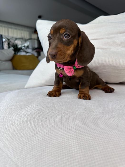 Teckel miniatura pedigree