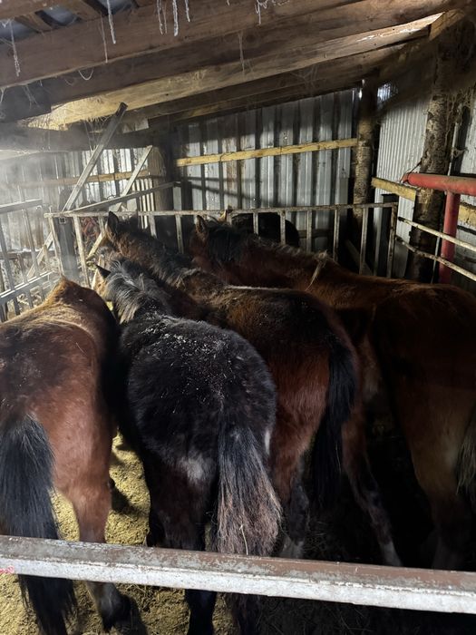 Продам тайчиков 4 головы