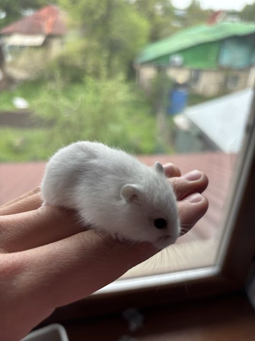 Хомяки джунгарские