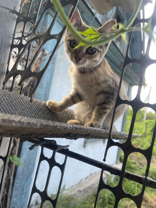 Отдам котёнка в добрые руки. Девочка   4 месяца.