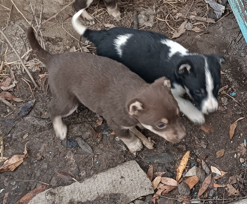 Щенки дворняжки 2000т.