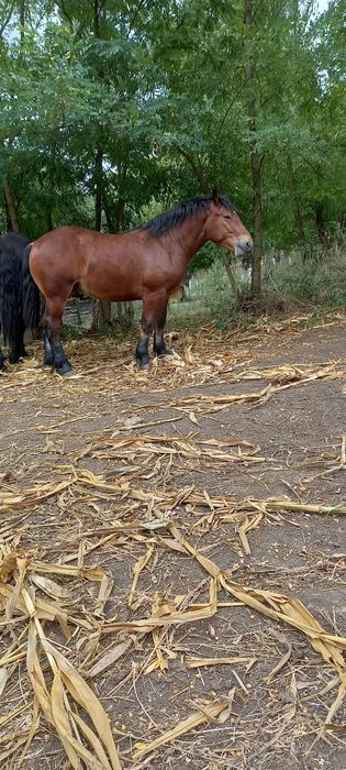Mânz Ardenez de vânzare – rasă grea