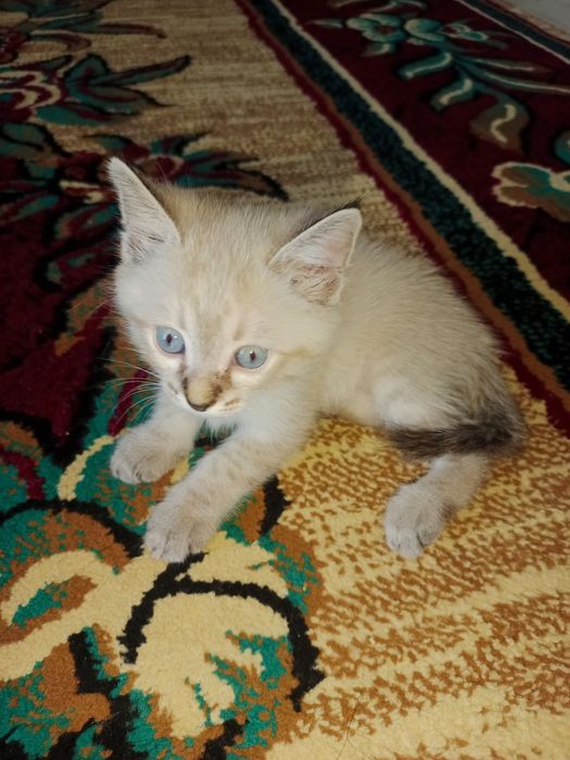Котенки породистые