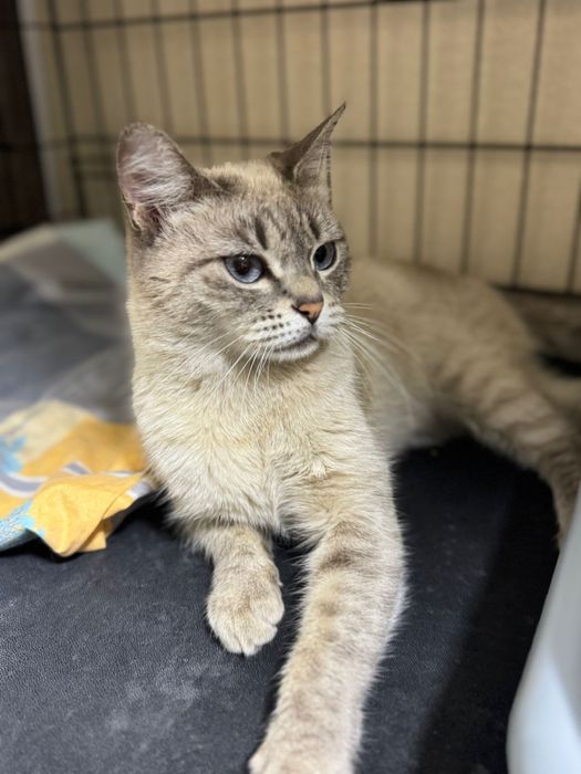 Атсана, пристраивается кошечка!