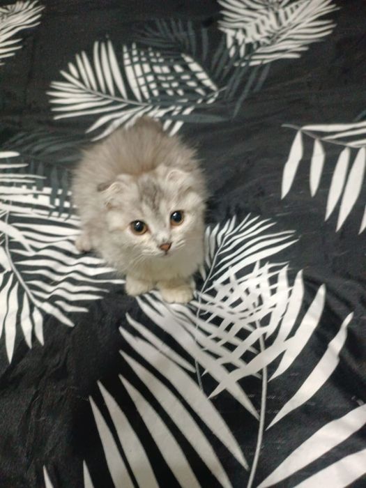 Продаю домашних котят