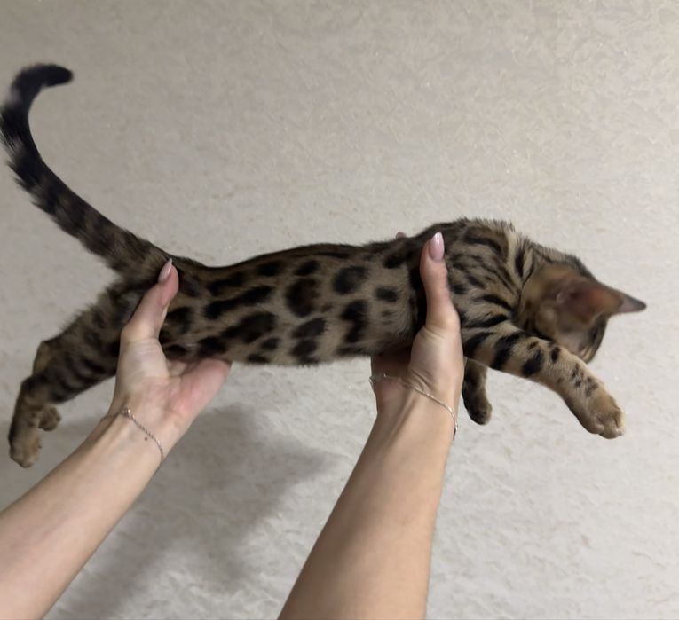 Бенгальский Котенок