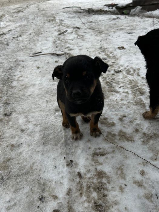 Ищем дом щенятам