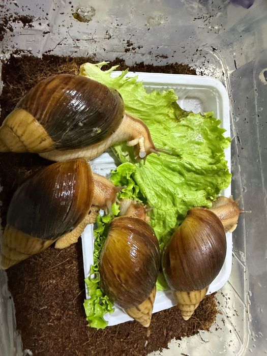 Ulitka sotiladi har xil turda har xil razmerda