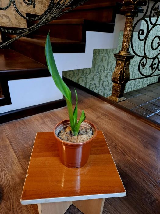 Сансевьера. Цветы для дома и офиса