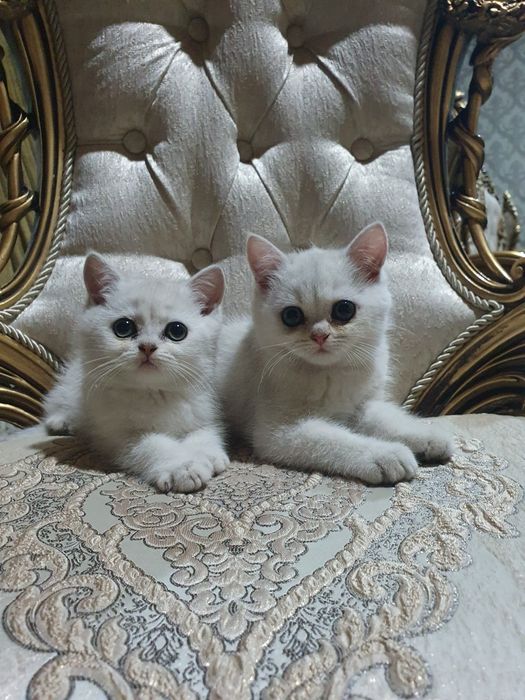 Assalomu alekum shinshilla mushugi tozza parodasi