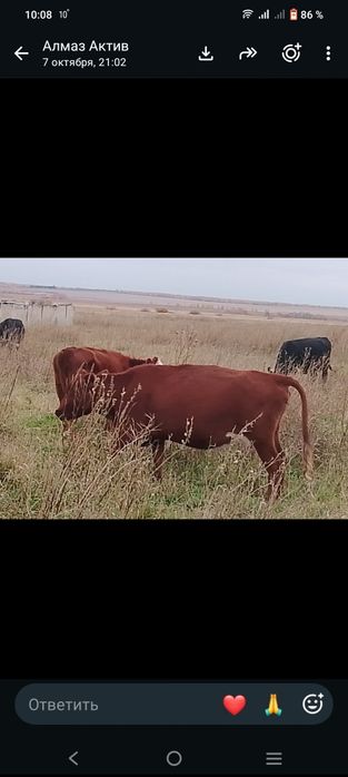 Продам коров с подсосными телятами