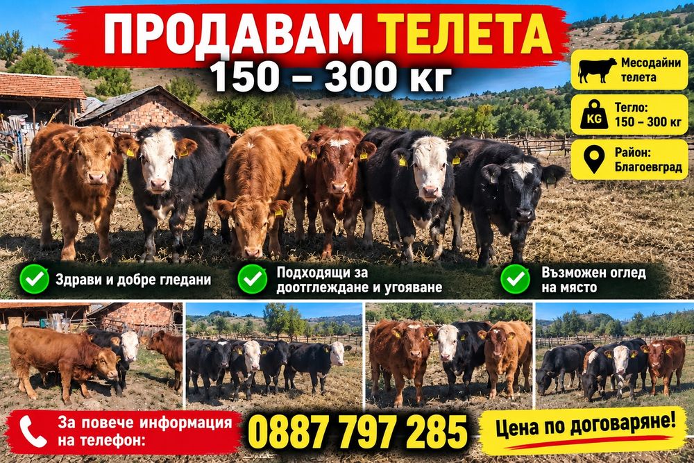 Продавам телета.