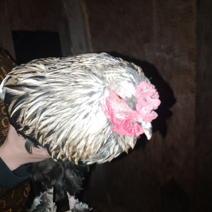 Продаю питушка полу брамы